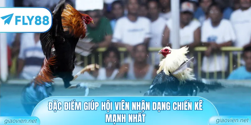 Đá Gà Cựa Dao Philippines Hôm Nay Với Chiến Kê Dũng Mãnh 2 Đặc điểm giúp hội viên nhận dạng chiến kê mạnh nhất