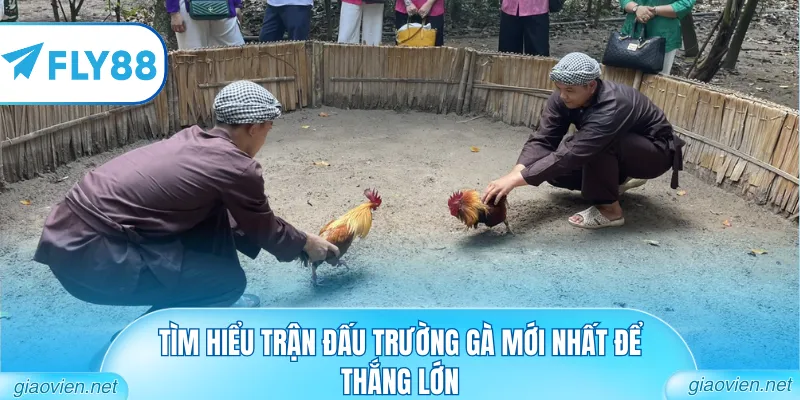 Trực Tiếp Đá Gà 167 Những Trận Đấu Nảy Lửa Từ Trường Thomo 2 Tìm hiểu trận đấu trường gà mới nhất để thắng lớn